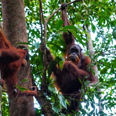 Sumatra Orangutan Discovery Villa ブキットラワン エクステリア 写真