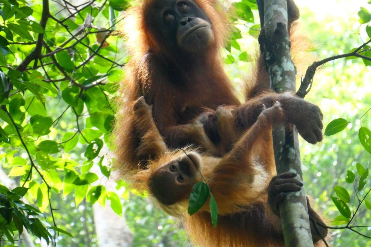 Sumatra Orangutan Discovery Villa ブキットラワン エクステリア 写真