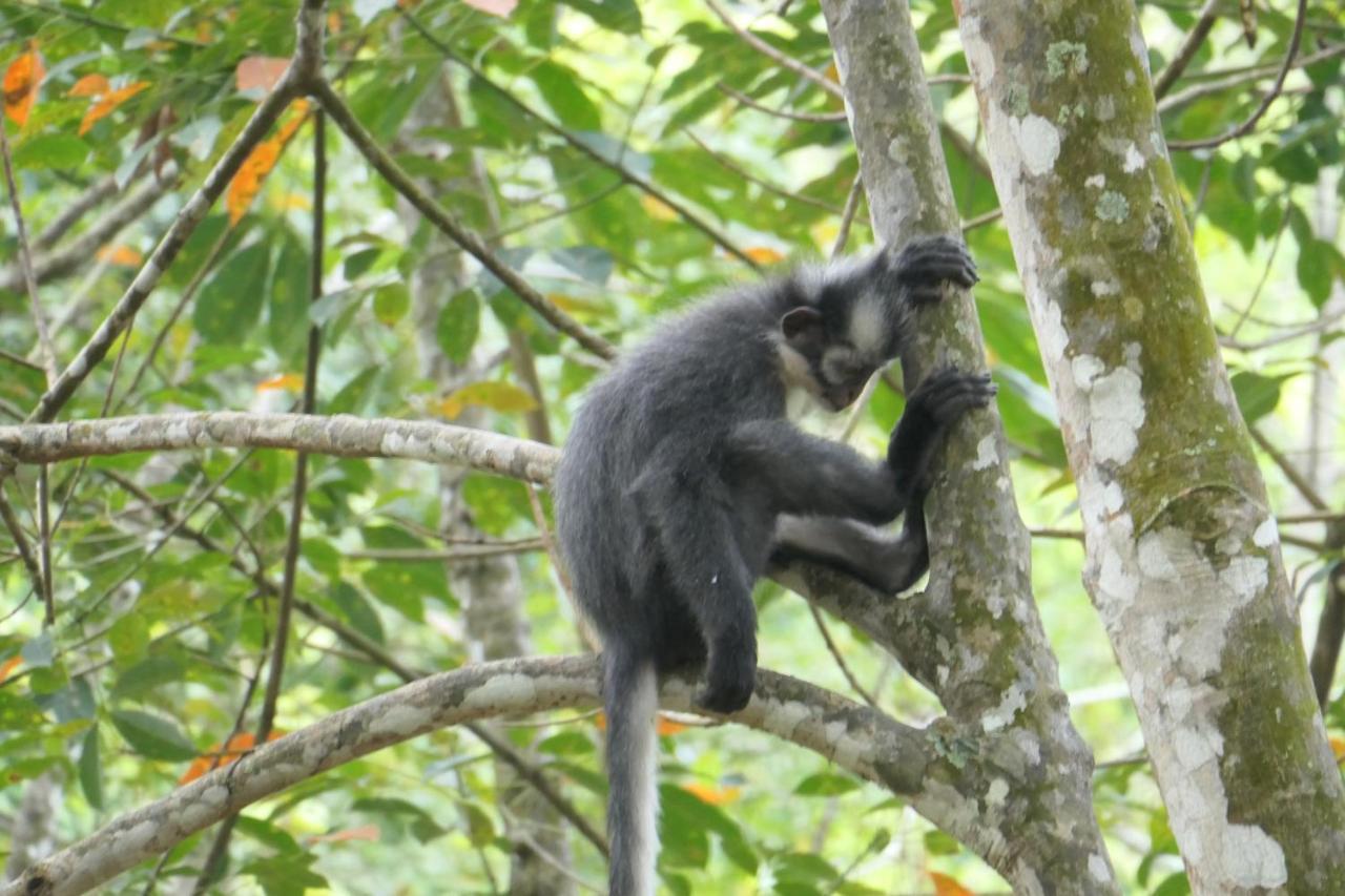 Sumatra Orangutan Discovery Villa ブキットラワン エクステリア 写真