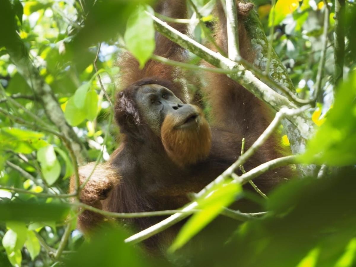 Sumatra Orangutan Discovery Villa ブキットラワン エクステリア 写真