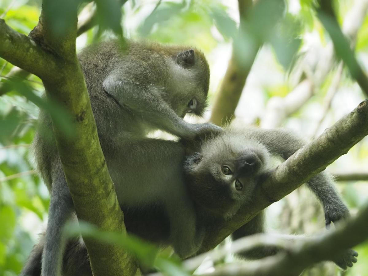 Sumatra Orangutan Discovery Villa ブキットラワン エクステリア 写真