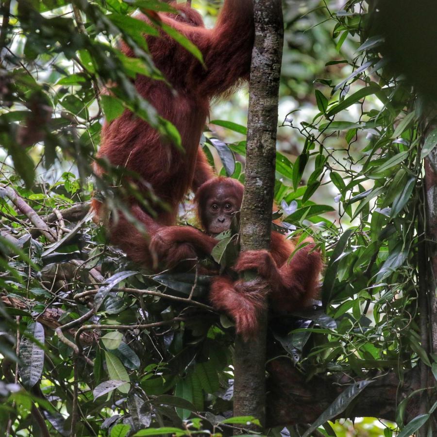 Sumatra Orangutan Discovery Villa ブキットラワン エクステリア 写真