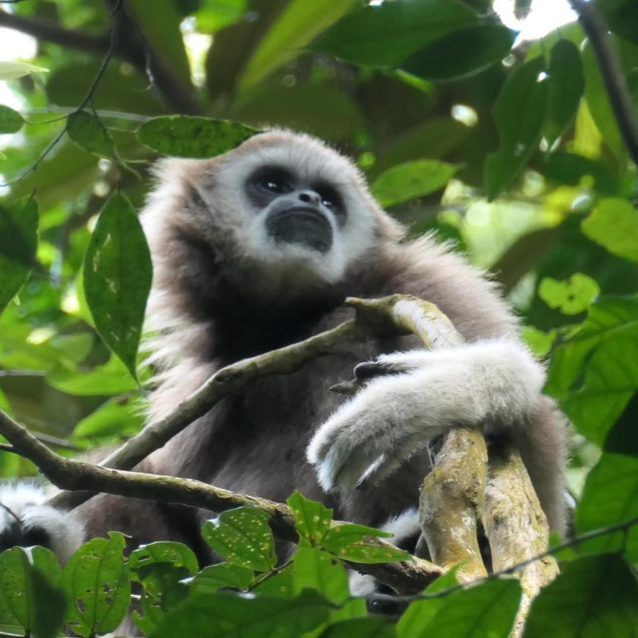 Sumatra Orangutan Discovery Villa ブキットラワン エクステリア 写真