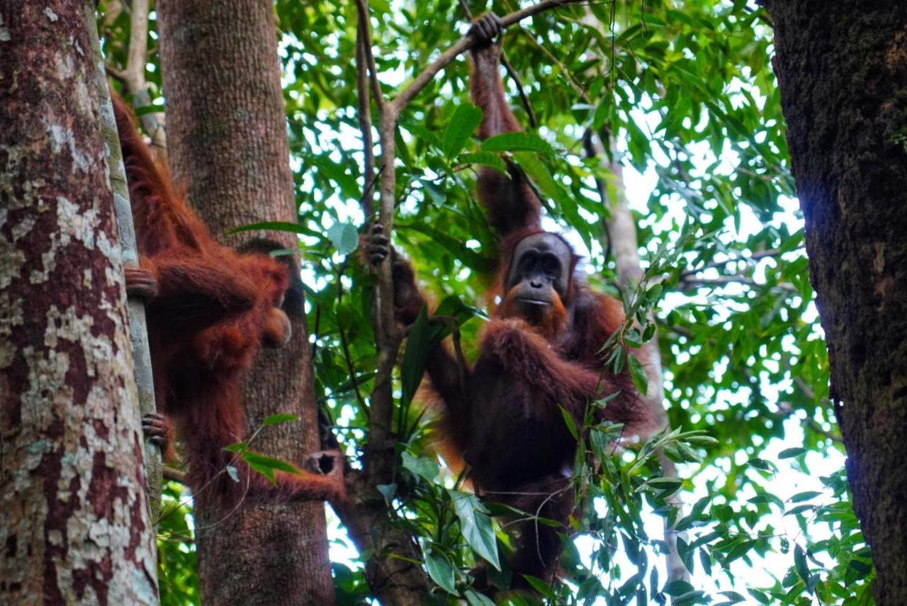 Sumatra Orangutan Discovery Villa ブキットラワン エクステリア 写真