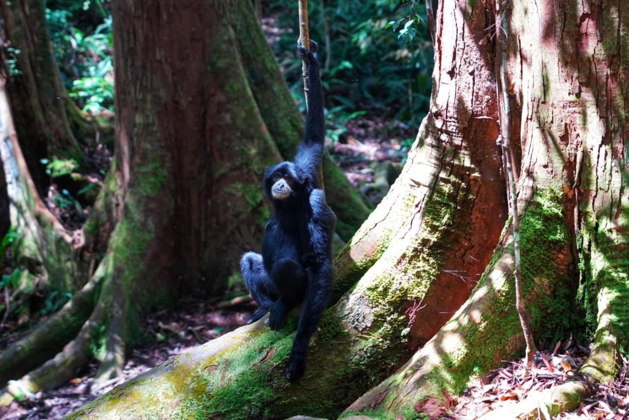 Sumatra Orangutan Discovery Villa ブキットラワン エクステリア 写真